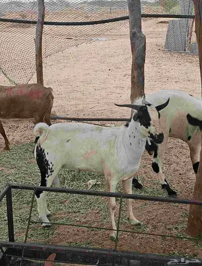 تيس بيشي 2