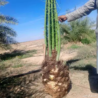 نخيل 2