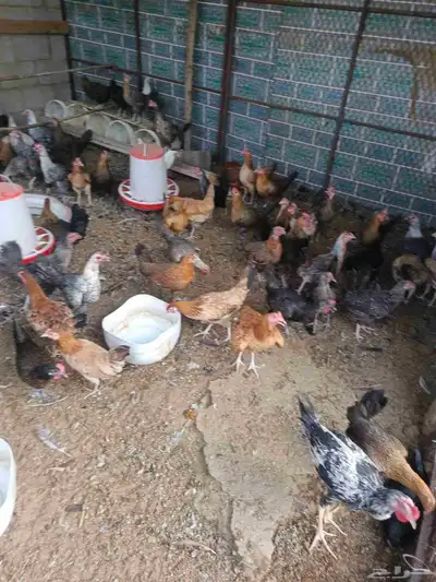 دجاج بلدي بيض 1