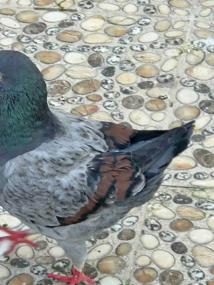 زوج كنج 5
