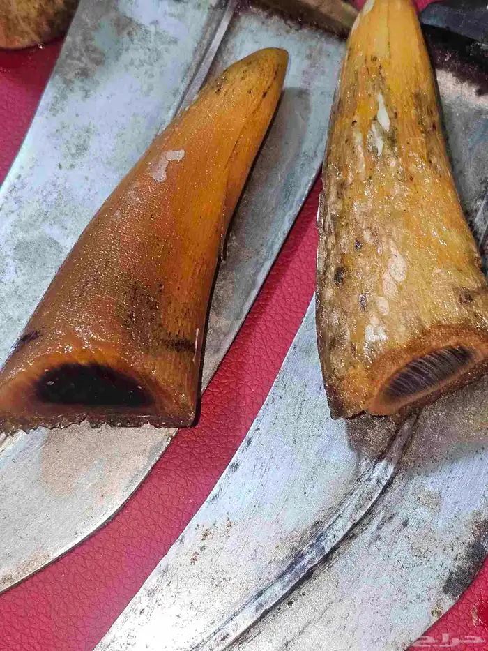 مقابض زراف خام للجنابي والخنجر 6