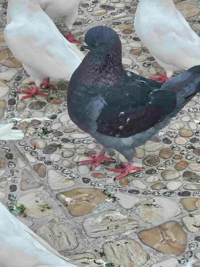 زوج كنج 2