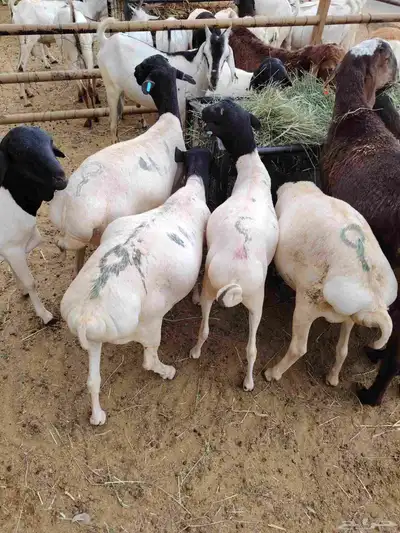 سواكن وبربرى وتيوس 4