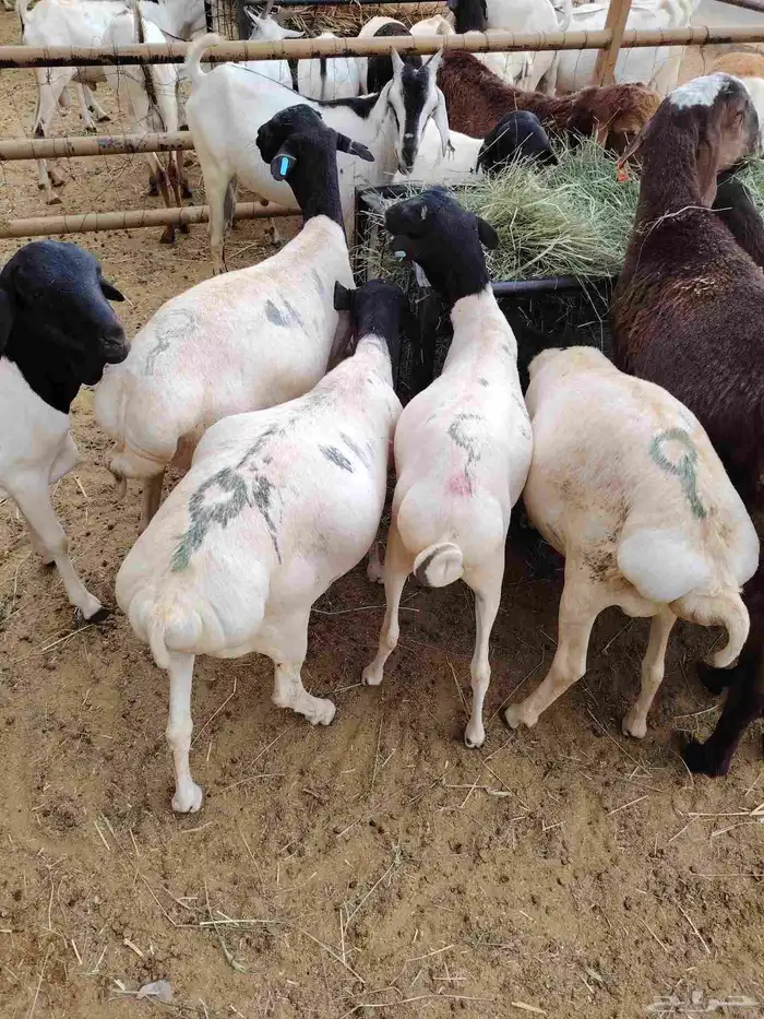 سواكن وبربرى وتيوس 4