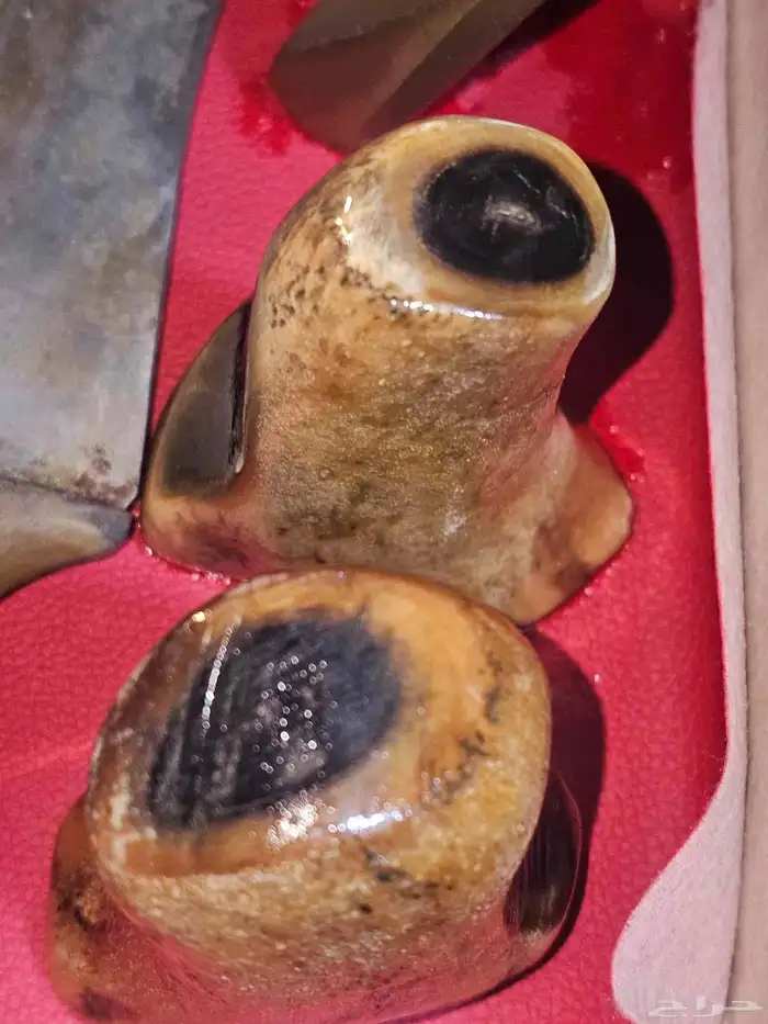 مقابض زراف خام للجنابي والخنجر 5