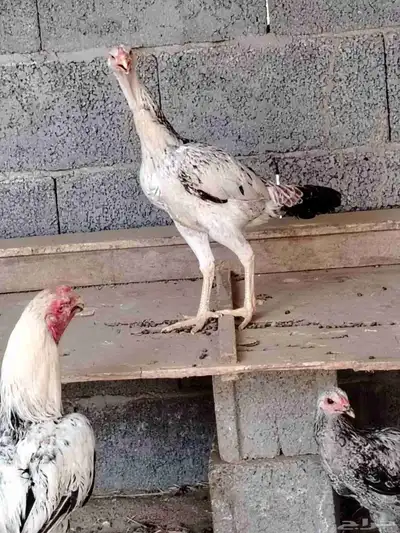 ديك فارسي ودجاج فارسيه 5