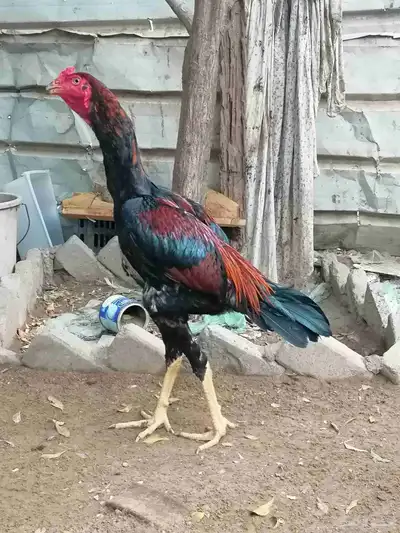 ديك باكستاني سندي 0