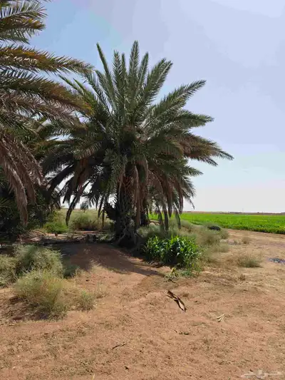 نخل للبيع 9