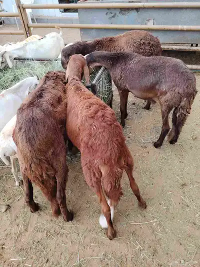 سواكن وبربرى وتيوس 0