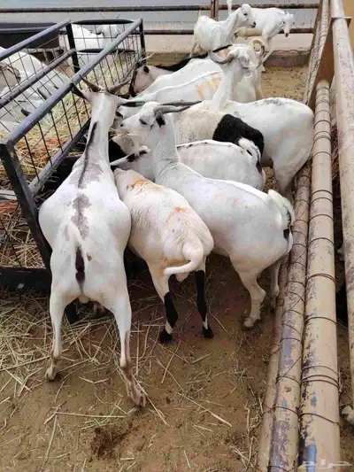 سواكن وبربرى وتيوس 9