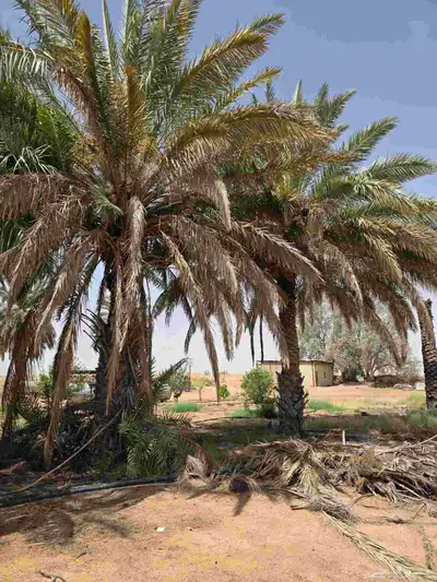 نخل للبيع 0
