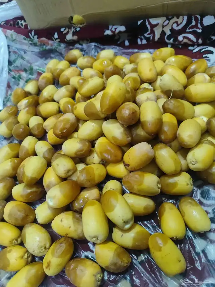 رطب اخلاص ممتاز 8