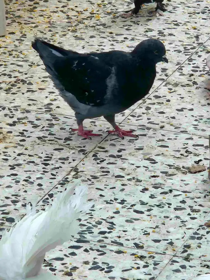 زوج كنج 3