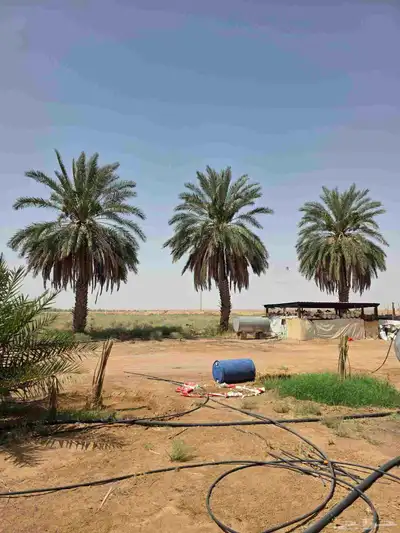 نخل للبيع 3