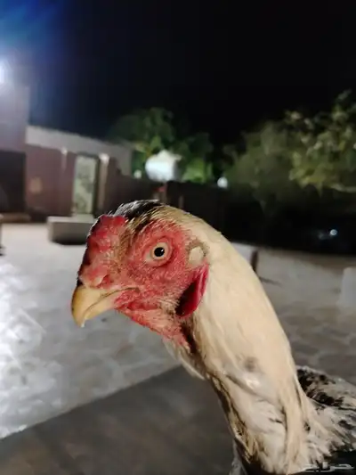 ديك فارسي ودجاج فارسيه 7