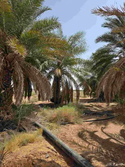 نخل للبيع 4