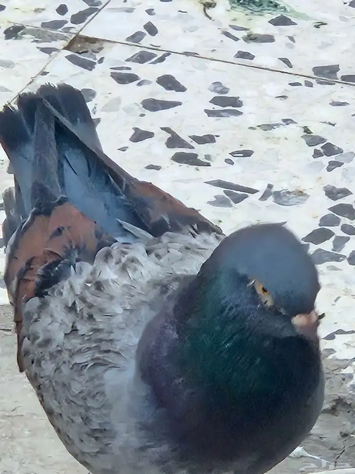 زوج كنج 6