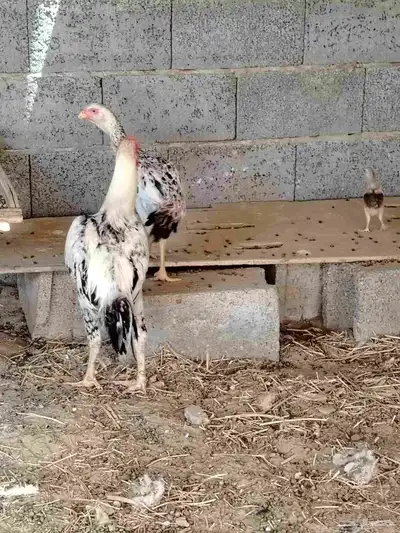 ديك فارسي ودجاج فارسيه 1