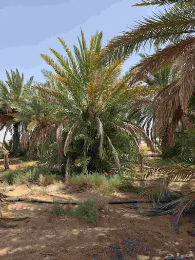 نخل للبيع 5