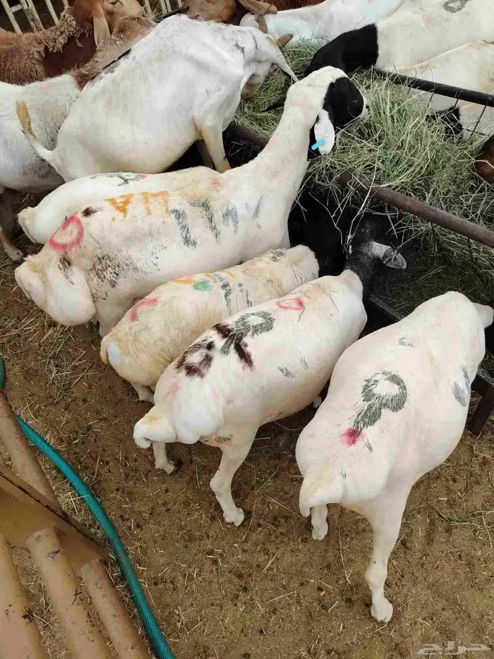 سواكن وبربرى وتيوس 5