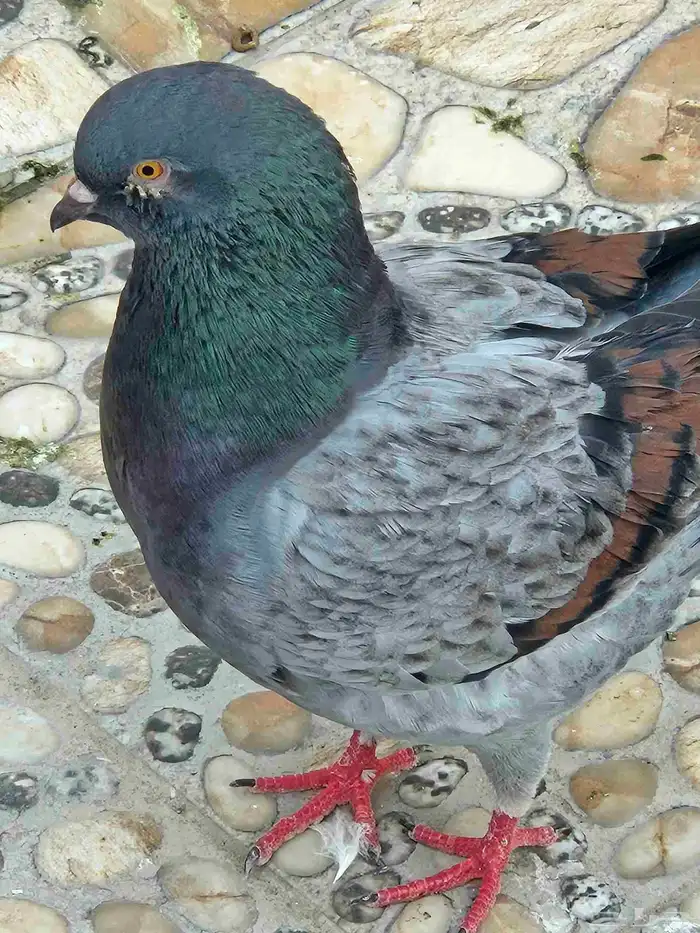 زوج كنج 4