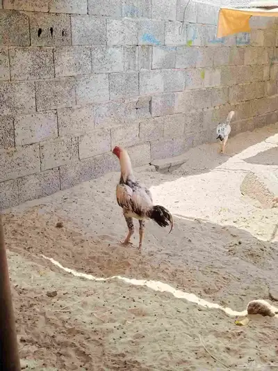 ديك فارسي ودجاج فارسيه 4