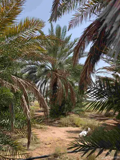 نخل للبيع 6