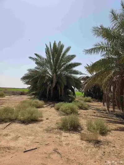 نخل للبيع 2