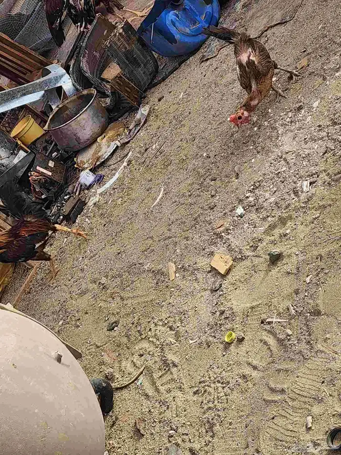 دجاج بلدي 18