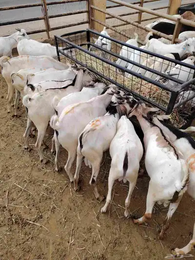 سواكن وبربرى وتيوس 7