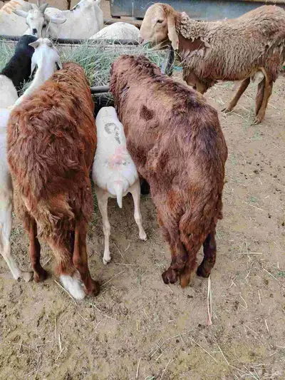 سواكن وبربرى وتيوس 2