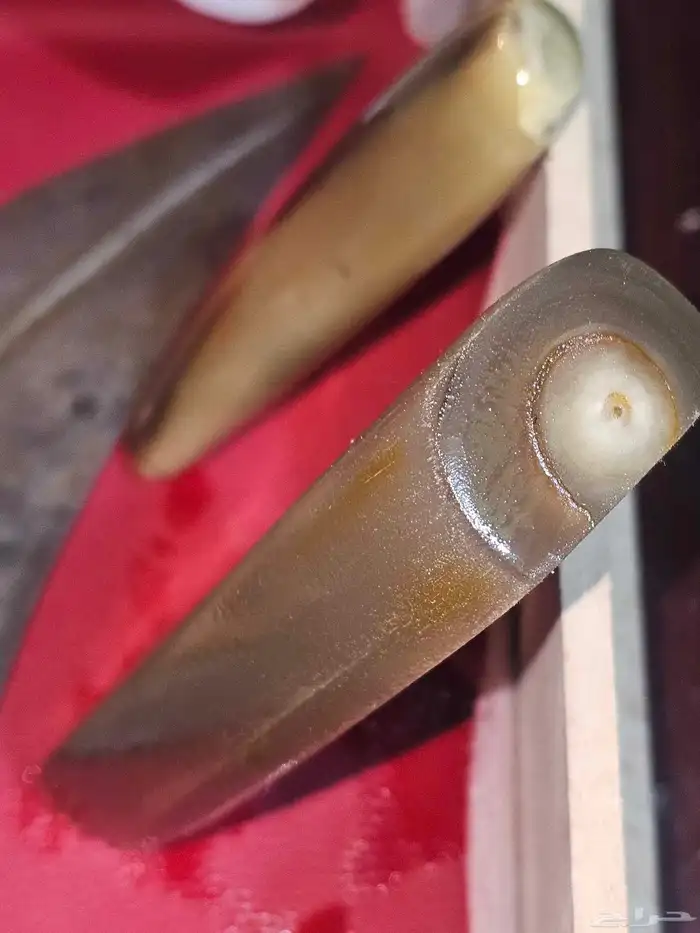 مقابض زراف خام للجنابي والخنجر 4