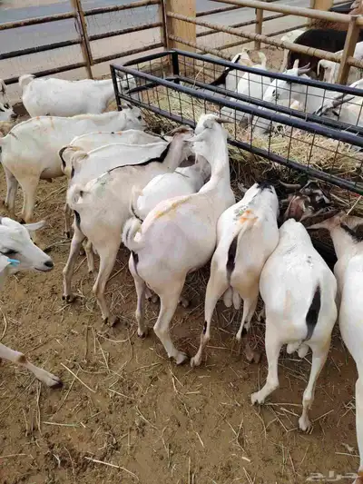 سواكن وبربرى وتيوس 8