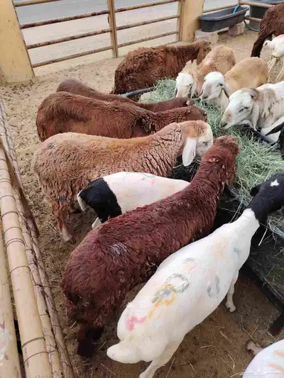 سواكن وبربرى وتيوس 3