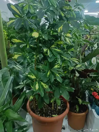 ابويوسف 3