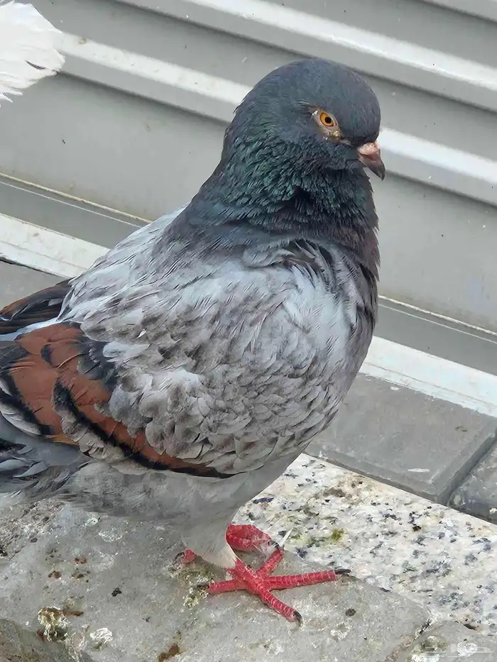 زوج كنج 1
