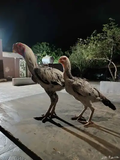 ديك فارسي ودجاج فارسيه 2