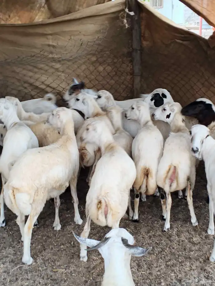 معنا رخيل بلدي معنا جفار بلدي مزايين معنا ضان قروب 1