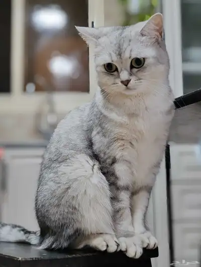 قطة اسكوتش مع هملايا 0