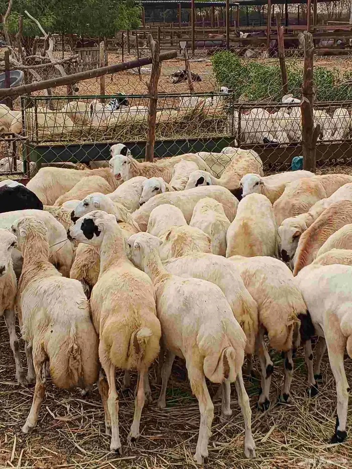 معنا رخيل بلدي معنا جفار بلدي مزايين معنا ضان قروب 8