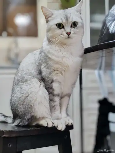 قطة اسكوتش مع هملايا 1