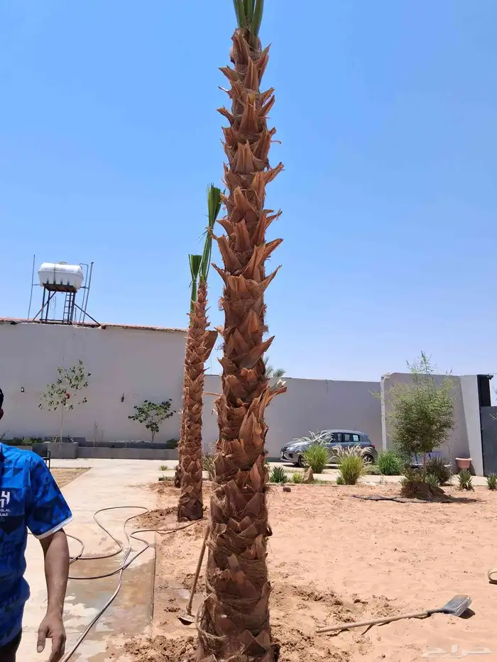 نخل واشنطني للبيع من 2م الا 3م ونخيل عربي مثمر ودي ونقايل 4