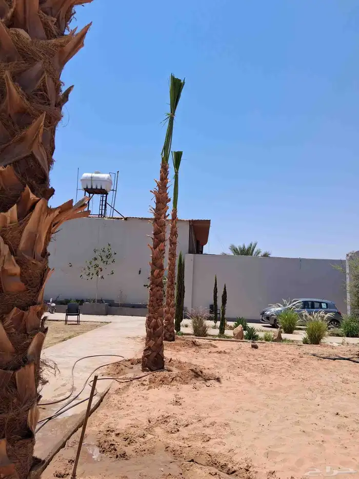 نخل واشنطني للبيع من 2م الا 3م ونخيل عربي مثمر ودي ونقايل 5
