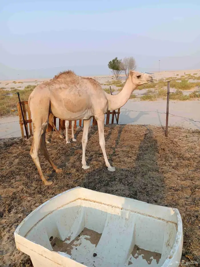 بكره سلاله طيبه. 2