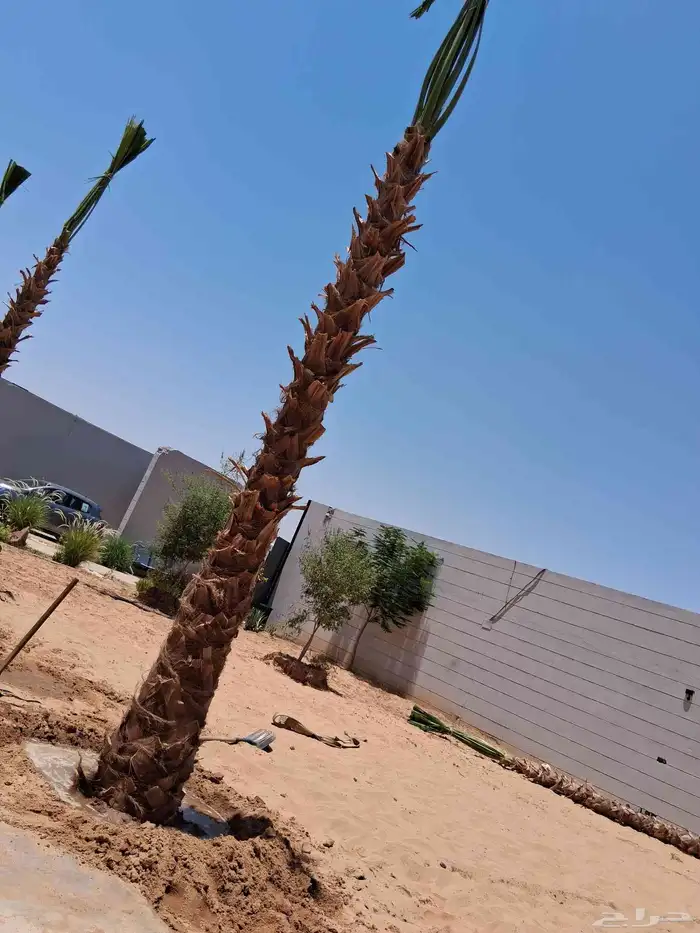 نخل واشنطني للبيع من 2م الا 3م ونخيل عربي مثمر ودي ونقايل 6