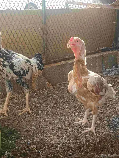 دجاج فارسي 3