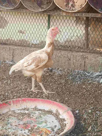 دجاج فارسي 2