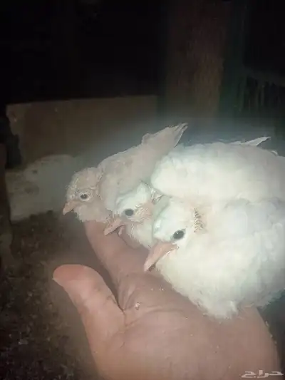 ياكريم فروخ 3