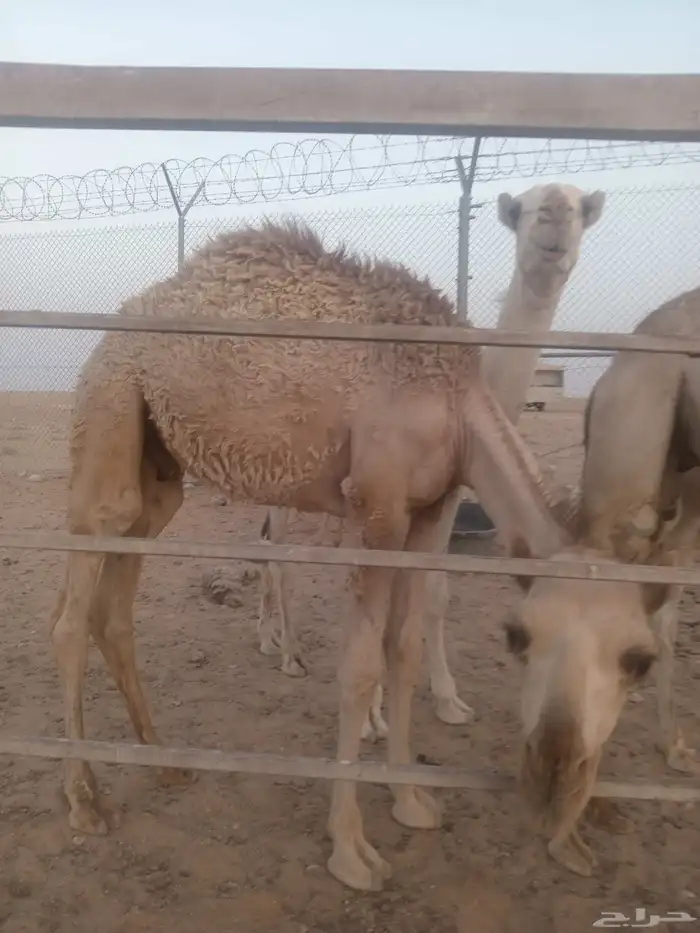 قعود للبيع في ضواحي حفرالباطن 6