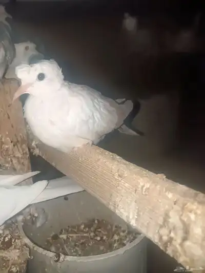 ياكريم فروخ 1